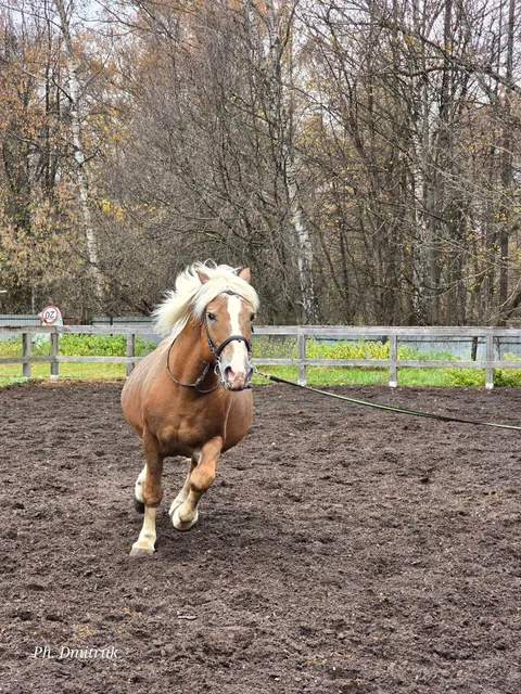 Konyushnya Pkio Izmaylovo