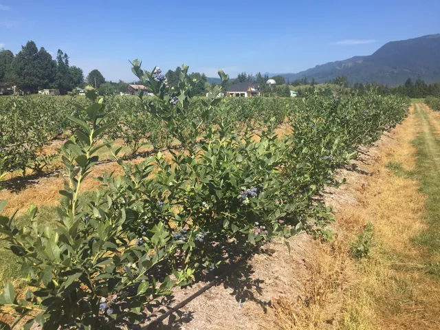 Nooksack Berries & Blooms