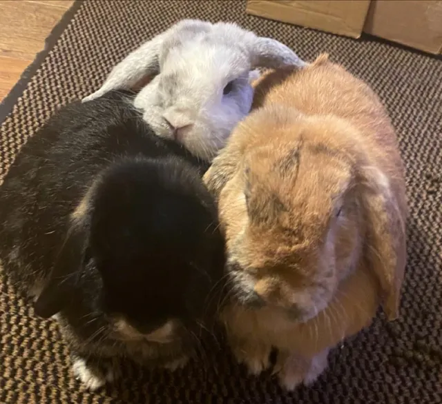 Bunny Bunkhouse Coventry