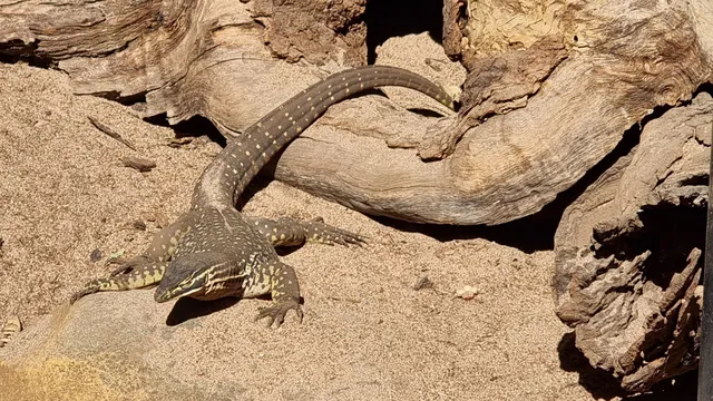 Armadale Reptile & Wildlife Centre