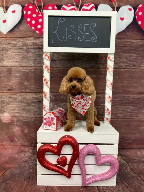 The Grateful Dog Pet Salon