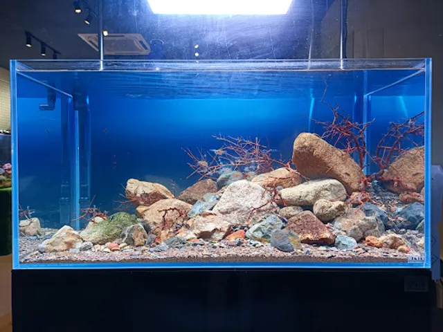 J WILD AQUATIC 囧泰水族