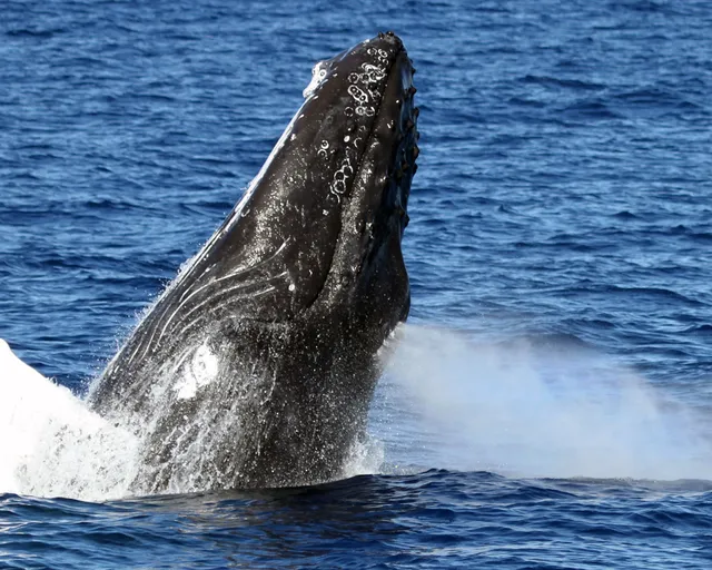 Wild Side Specialty Tours - Small Group Swimming with Dolphins Oahu Boat Tours