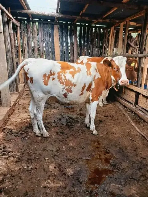 Delamere Farm Animals Shop