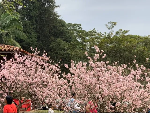 Bosque das Cerejeiras do Parque do Carmo