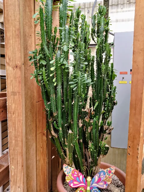 Lessie's Garden Greenhouse & Gift Shop