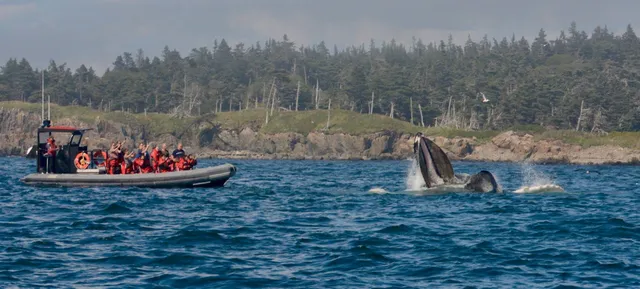 Jolly Breeze Whale Adventures