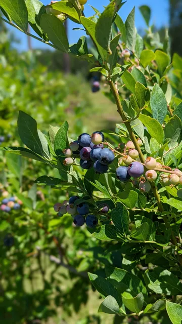 Picayune Blueberry Farm