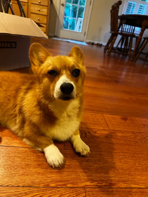 The Salon & Spa at All Pets Considered