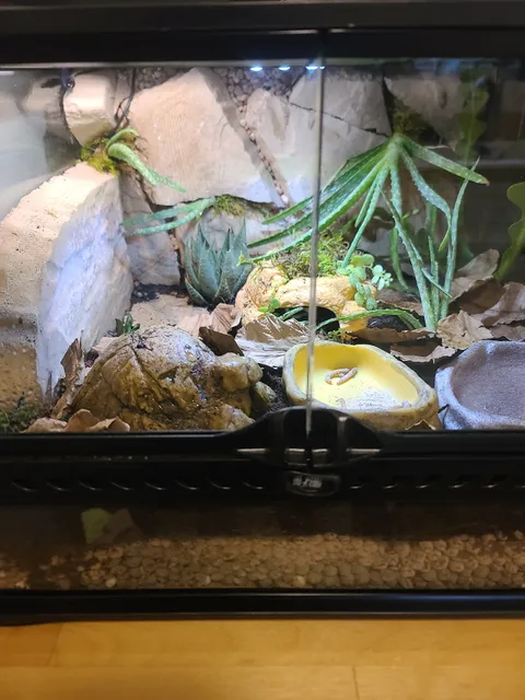 Fire n' Ice Reptiles