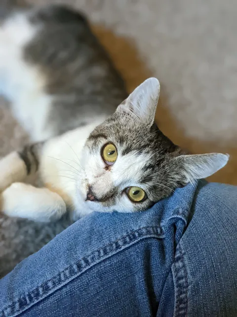 Boone Area Humane Society