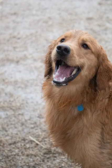 Sydney's Bed and Biscuit