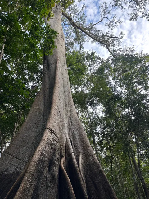 Amazon Gero Tours Tour , Expeditions and boattour and Jungle lodge