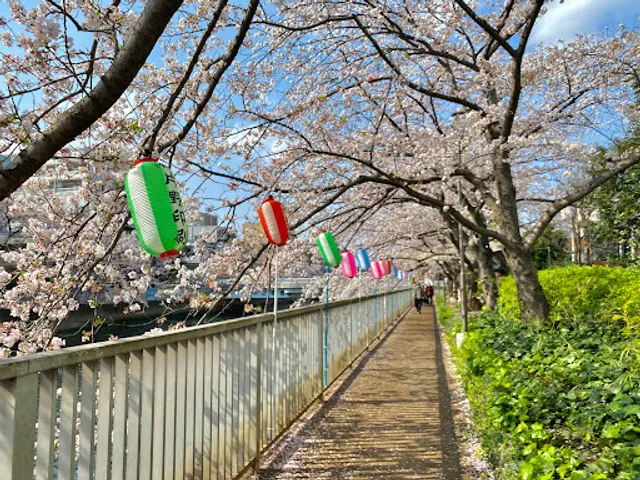大横川沿道桜道