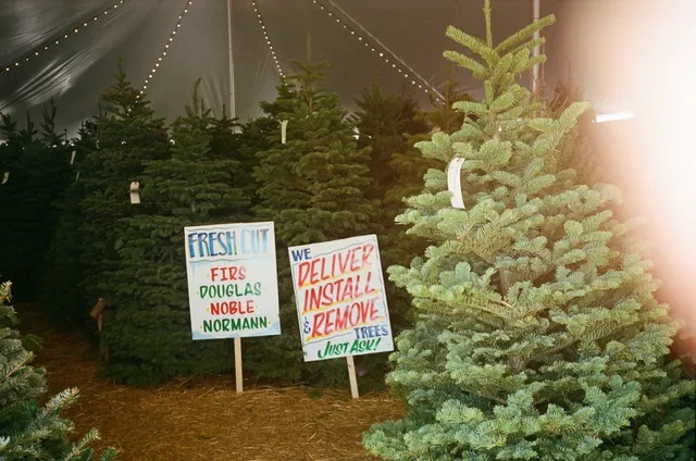 Holiday and Harvest Christmas Trees - Round Rock Outlets