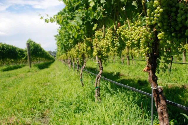 One Woman Wines & Vineyards