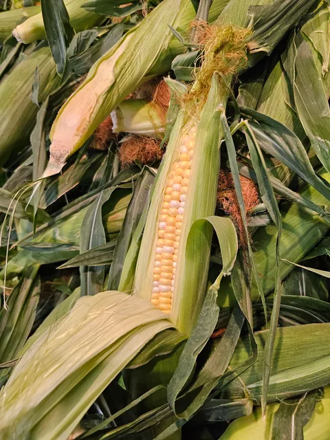 Abma's Farm Market & Petting Zoo: Hillsborough