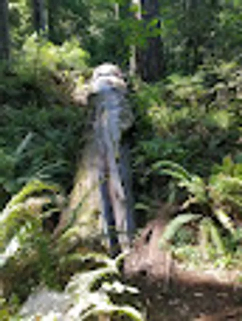 Grizzly Creek Redwoods Campground