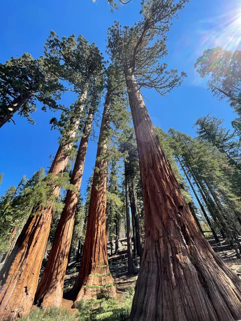 Bachelor and Three Graces