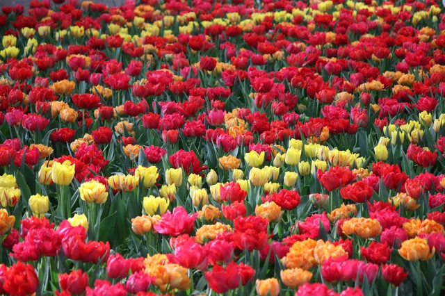 Viale delle aiuole fiorite