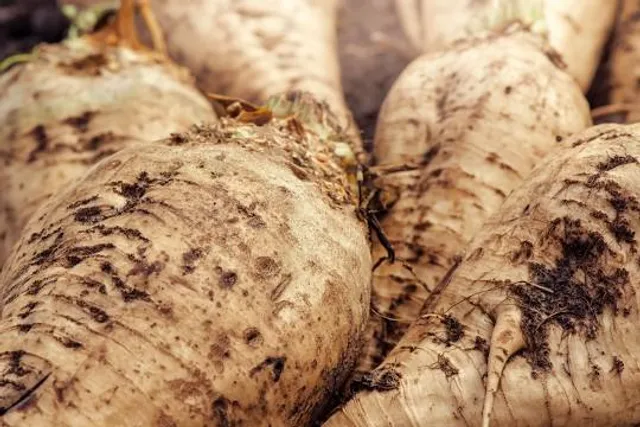 National Vlasserij-Sugar Museum