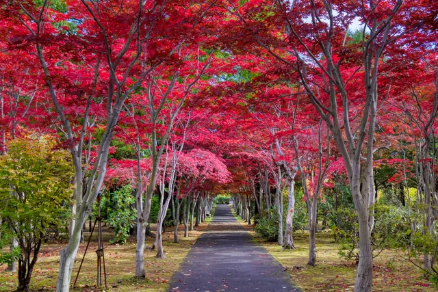 Hiraoka Tree Art Center