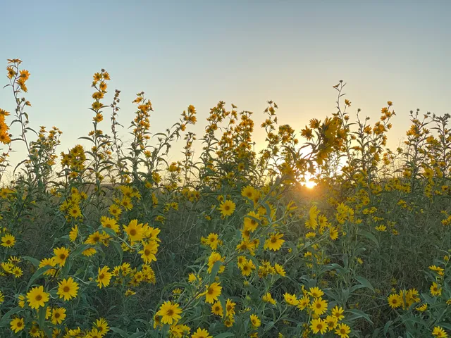 Bluestem Park at Alliance Town Center