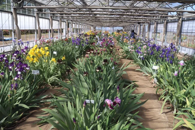 イシバシアヤメエン