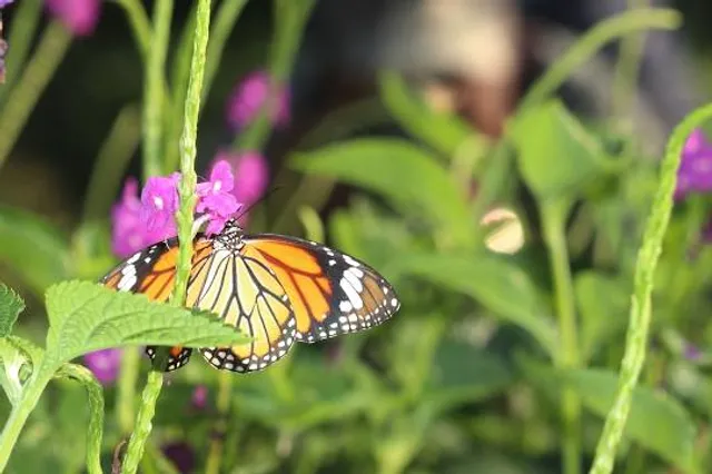 Maharashtra Nature Park