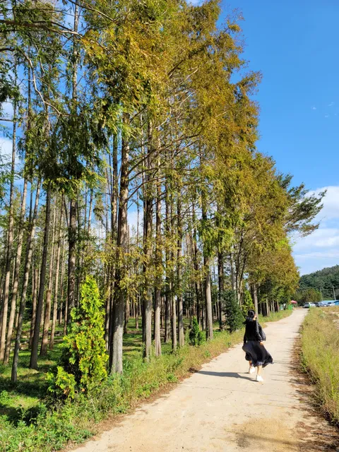 Beolyeong-ri Metasequoia Forest