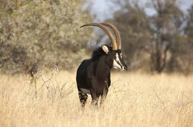 Setsoto Local Municipality