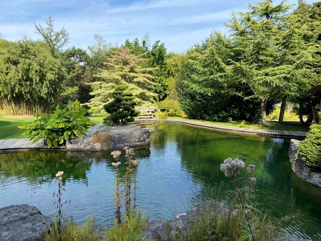 Water gardens Acorus