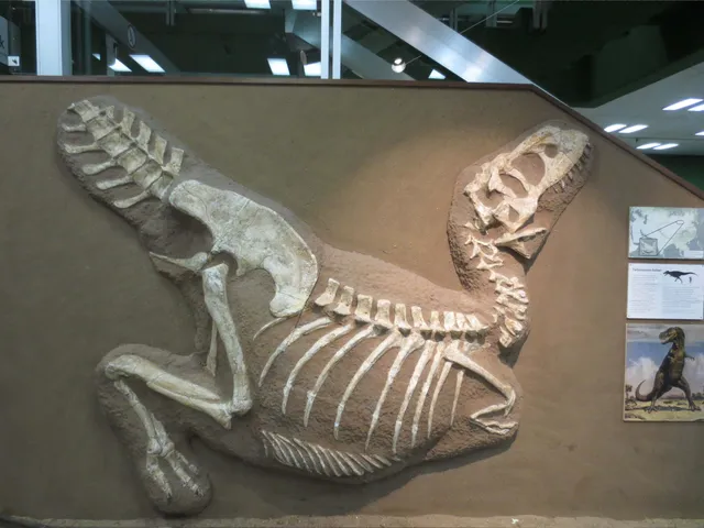 Museum der Natur Hamburg - Geologie-Paläontologie