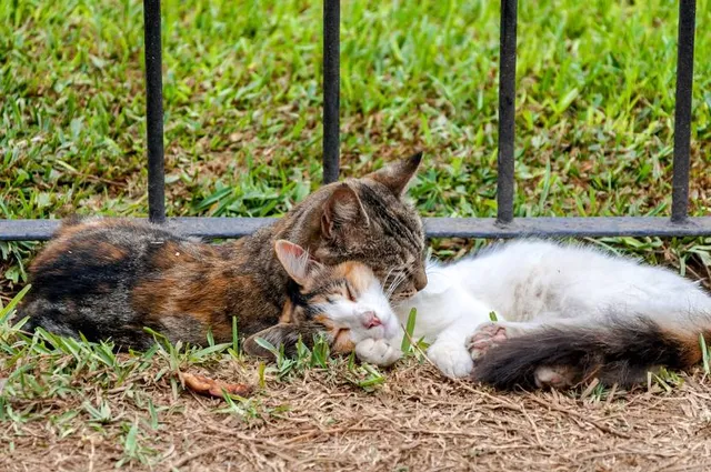 Petting Animal Village, Chiba Zoological Park