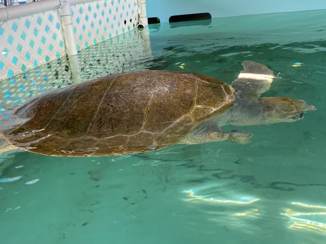 Texas Sealife Center