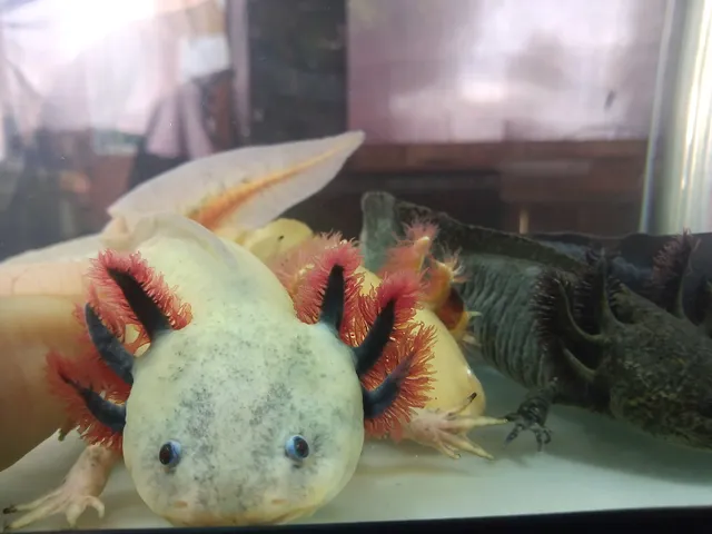 Apantli Paedomorphic Salamander