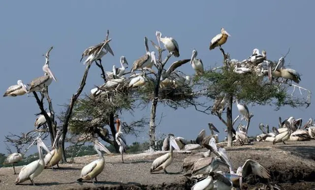 Kolleru Bird Sanctuary