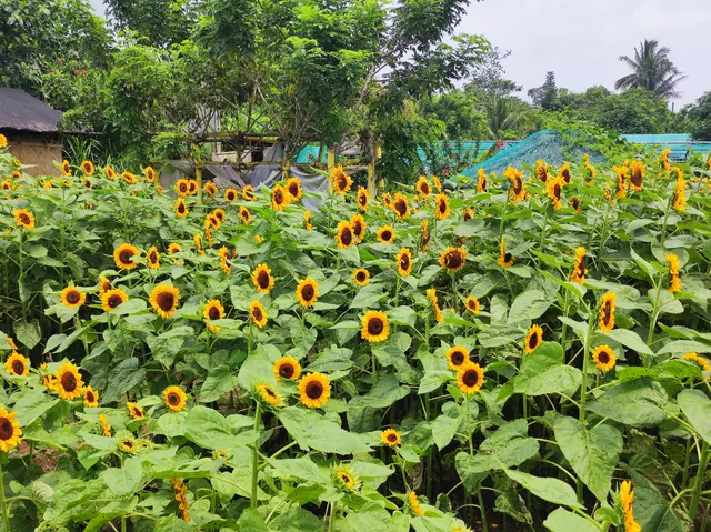 Sunflower Farmville Tagaytay