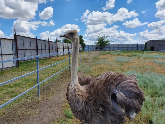 Страусина ферма «Страус Парк Ленд»