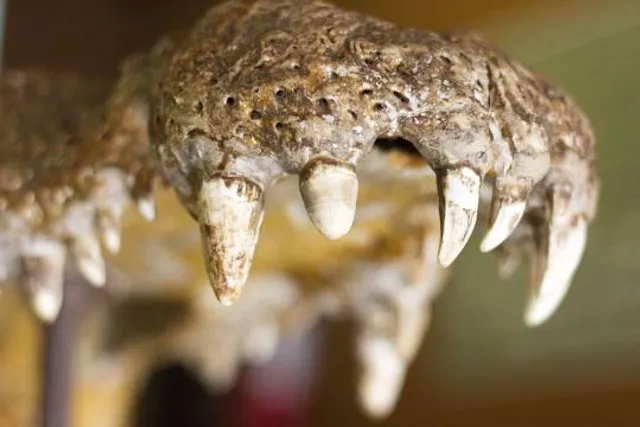 Boganda National Museum