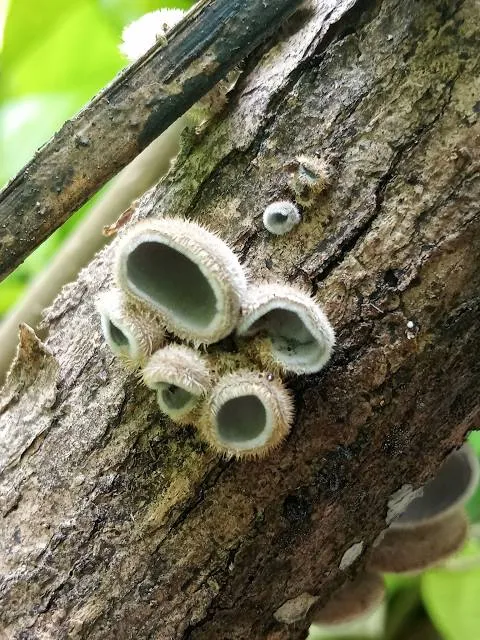 Wolcott Mill Historic Center