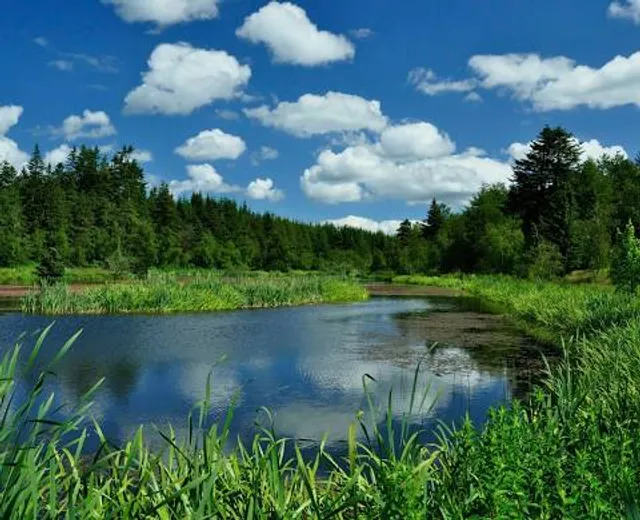 Klosterhede Plantage