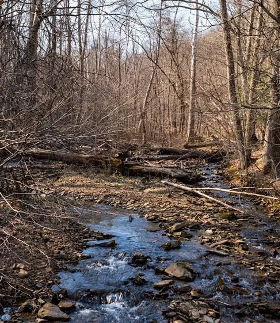 Roaring Creek Township