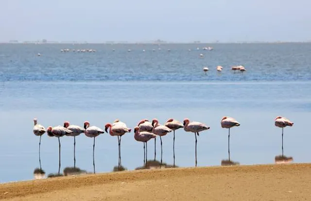 Flamingo Lagoon