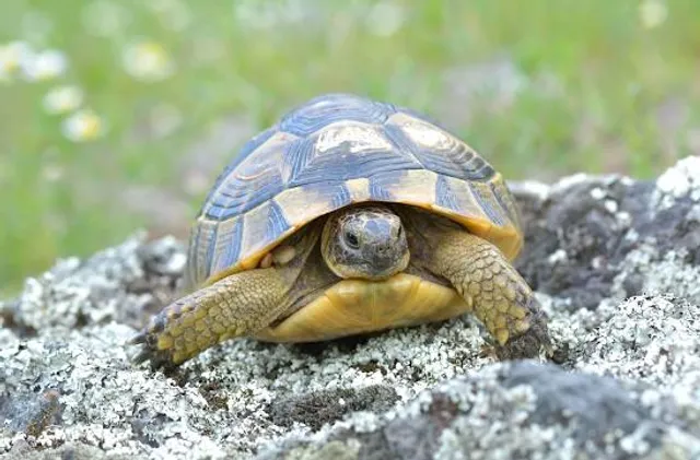 כוורת הבוסתן פקיעין