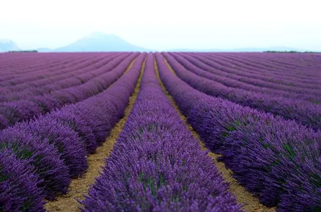 Lavender field