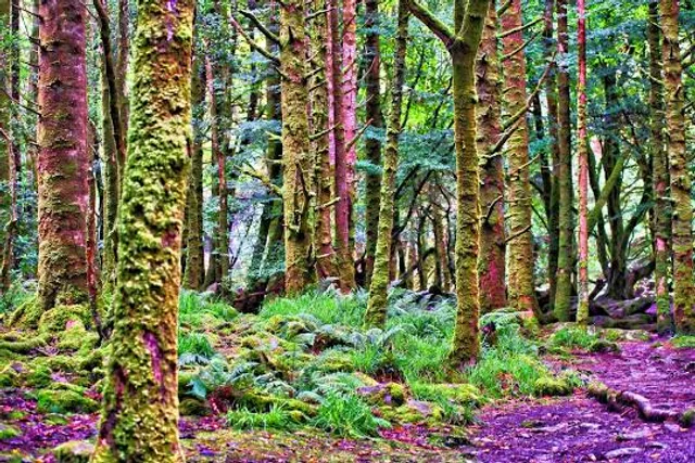 Muckross Traditional Farms