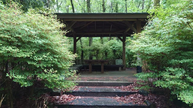 Bird watching forest