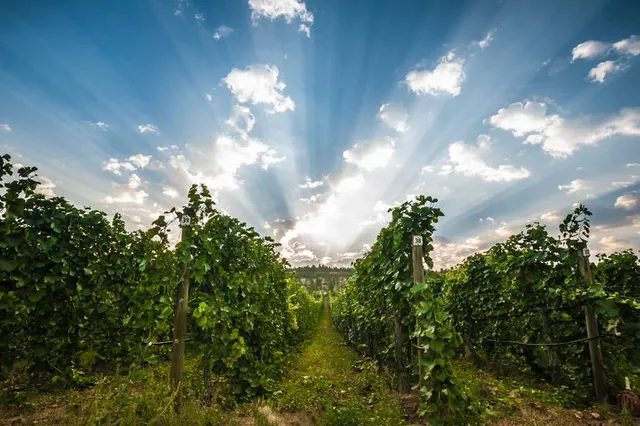 Van Westen Vineyards