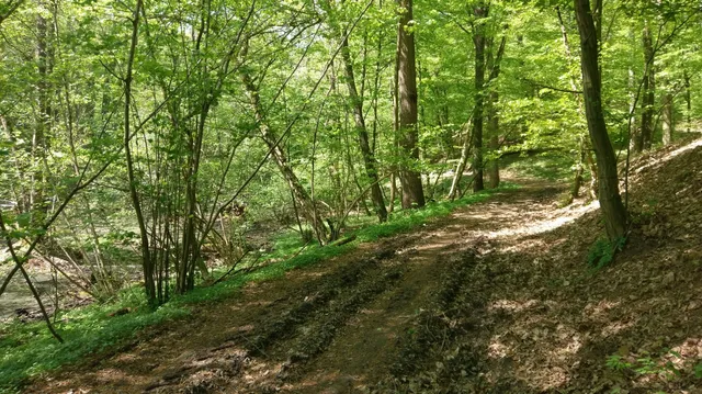 Rezerwat przyrody Las Liściasty w Promnie